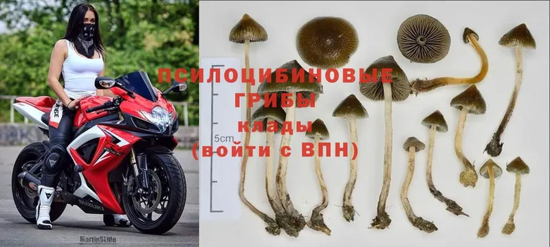 наркота  Ладушкин  Галлюциногенные грибы Psilocybine cubensis 